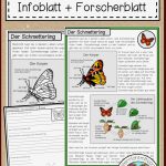 Der Schmetterling Infoblatt forscherblatt