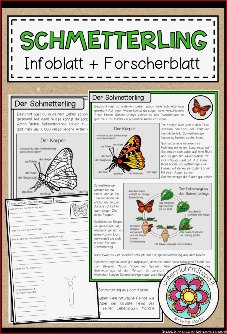Der Schmetterling Infoblatt Forscherblatt