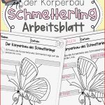 Der Schmetterling Körperbau