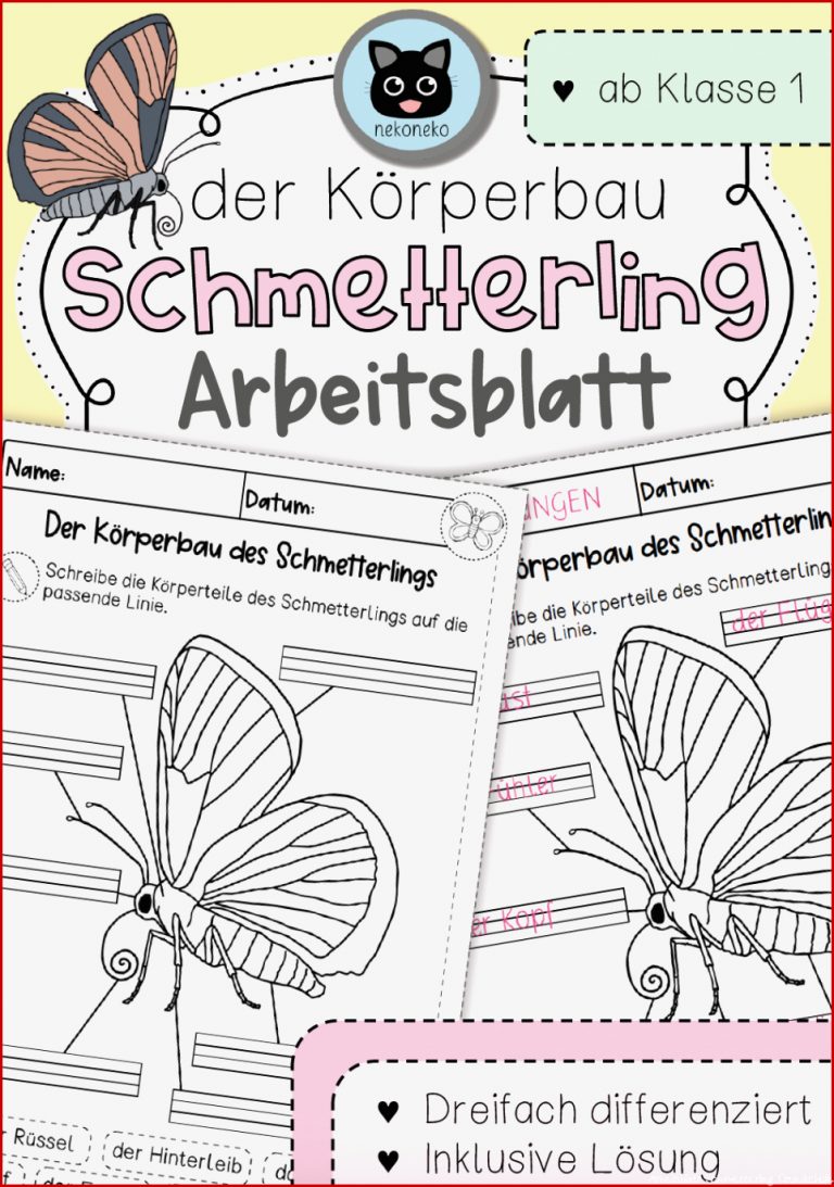 Der Schmetterling Körperbau