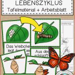 Der Schmetterling Lebenszyklus Tafelmaterial