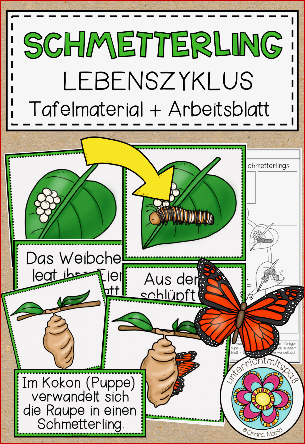 Der Schmetterling Lebenszyklus Tafelmaterial