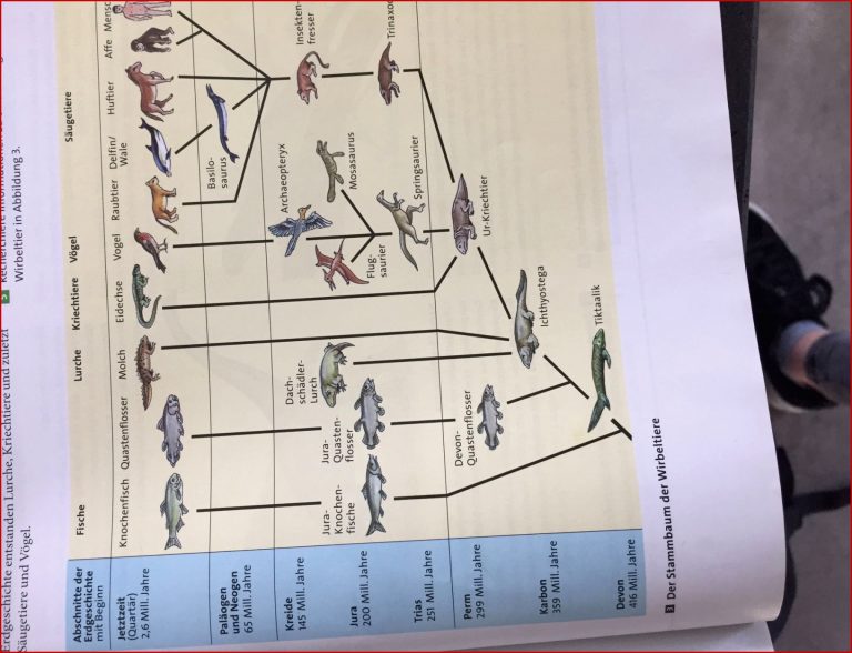 Der stammbaum der wirbeltiere