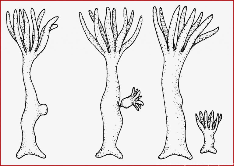 Der Süßwasserpolyp Hydra scheinbar primitiv aber oho