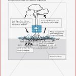 Der Tropische Regenwald Ve ation Böden