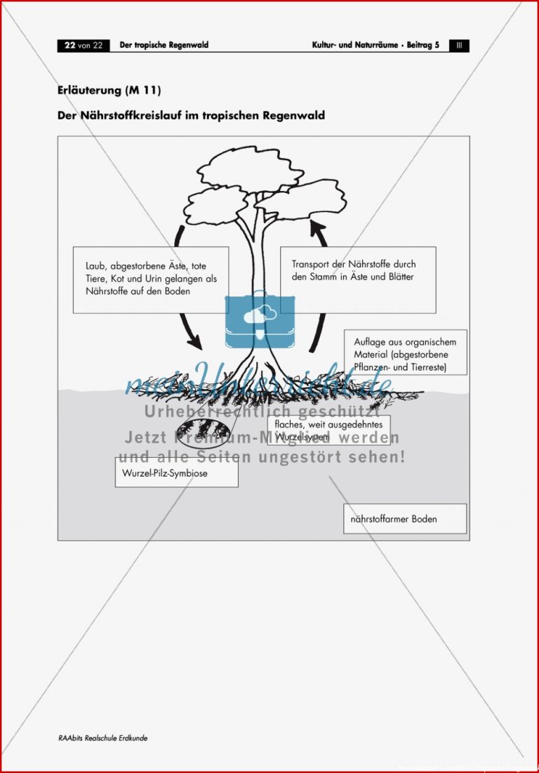 Der Tropische Regenwald Ve ation Böden