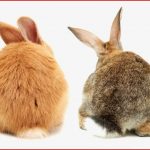 Der Unterschied Hase Oder Kaninchen Revvet