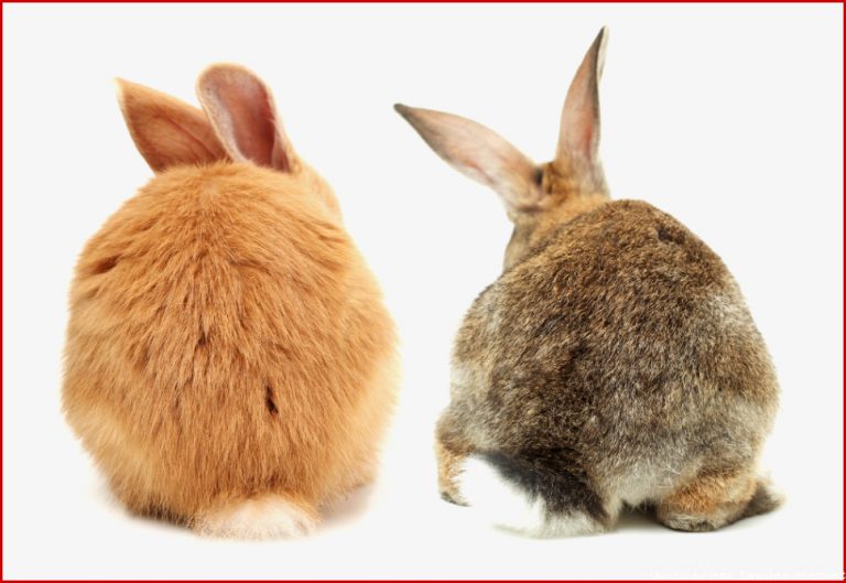 Der Unterschied Hase oder Kaninchen revvet