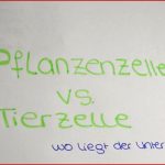 Der Unterschied Zwischen Tierzelle Und Pflanzenzelle