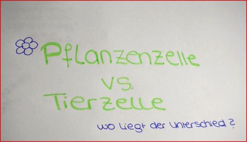 Der Unterschied Zwischen Tierzelle Und Pflanzenzelle
