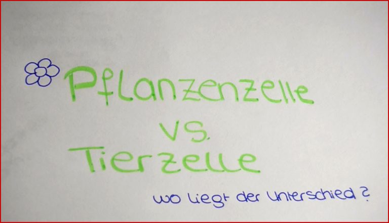 Der Unterschied zwischen Tierzelle und Pflanzenzelle