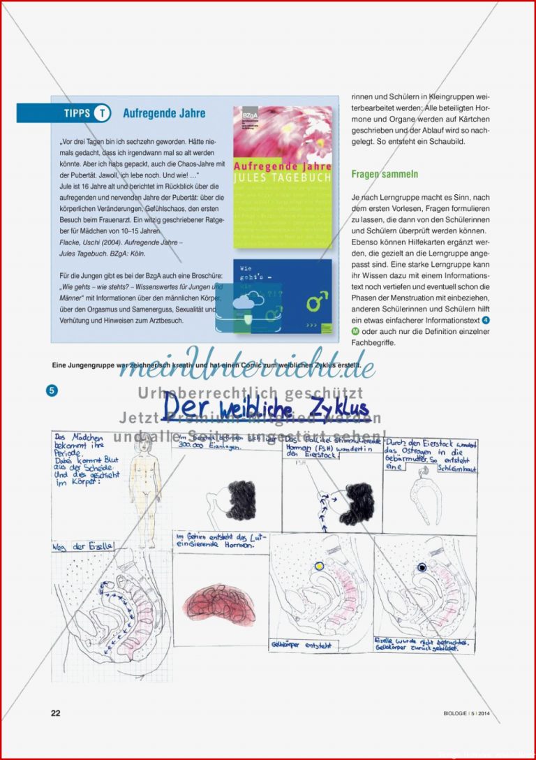 Der Weibliche Zyklus Einmal anders Meinunterricht