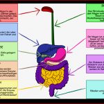 DiagrammaktivitÃ¤t Des Verdauungssystems