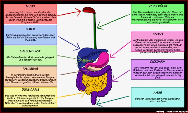 DiagrammaktivitÃ¤t Des Verdauungssystems