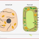 Diagrams Animal and Plant Cells Stock Vector