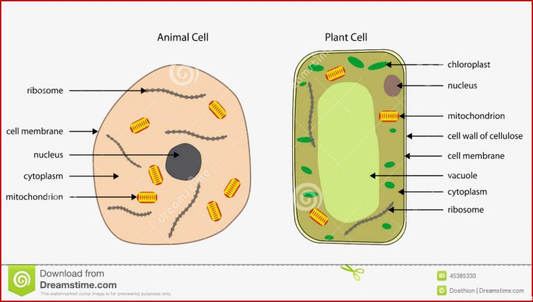 Diagrams Animal and Plant Cells Stock Vector