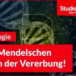 Die 3 Mendelschen Regeln Der Vererbung - Studienkreis.de