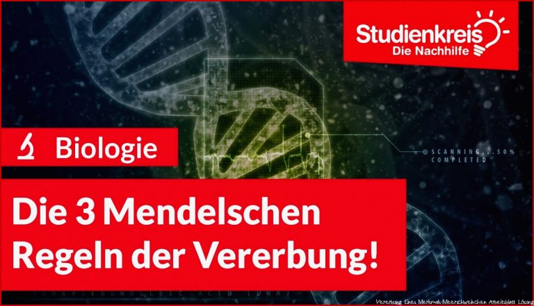 Die 3 Mendelschen Regeln Der Vererbung - Studienkreis.de