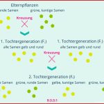 Die 3 Mendelschen Regeln Einfach Erklärt