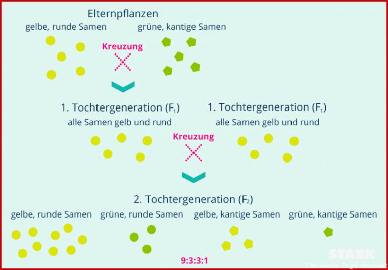 Die 3 Mendelschen Regeln Einfach Erklärt