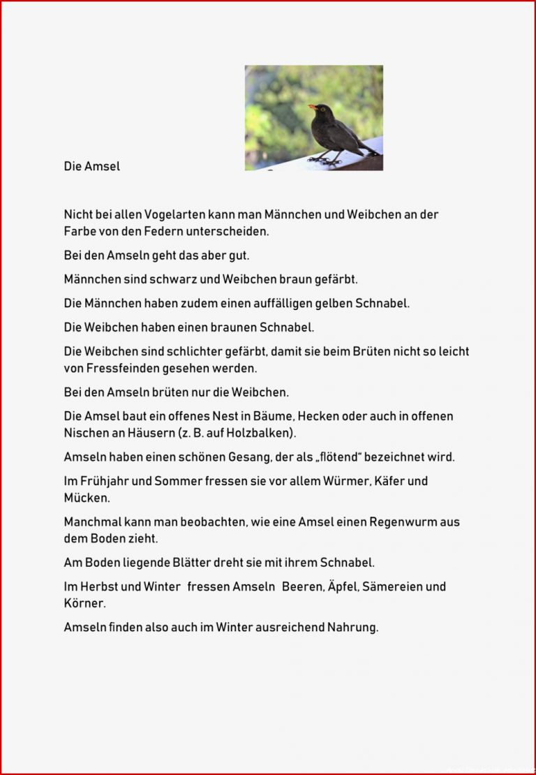 Die Amsel Lesetext leichte Sprache – Unterrichtsmaterial