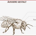 Die Anatomie Der Honigbiene