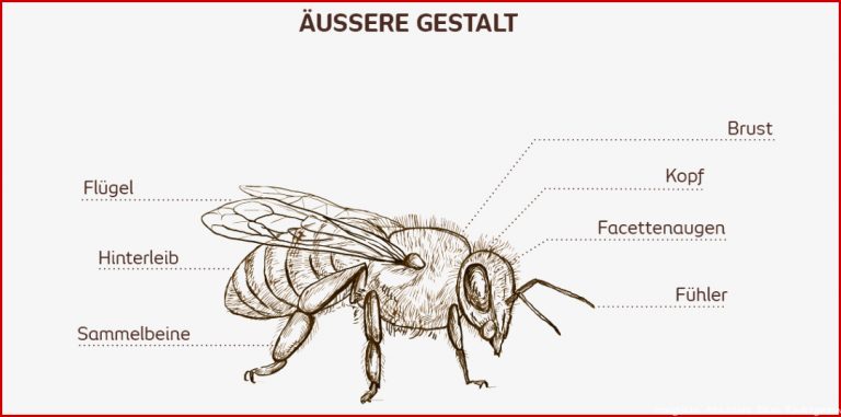 Die Anatomie der Honigbiene