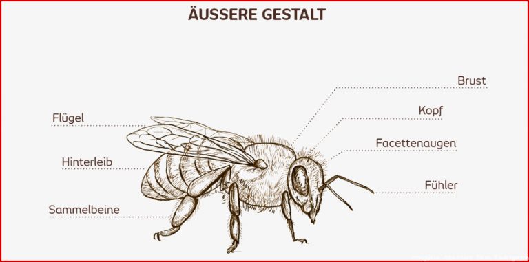 Die Anatomie Der Honigbiene