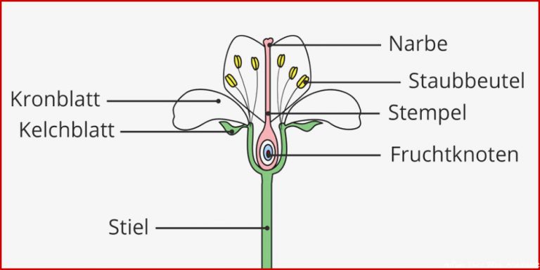 Die Blüte – Aufbau und Funktion I inkl Übungen