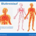 Die Blutbahn Im Körper Körperkreislauf & Blutkreislauf