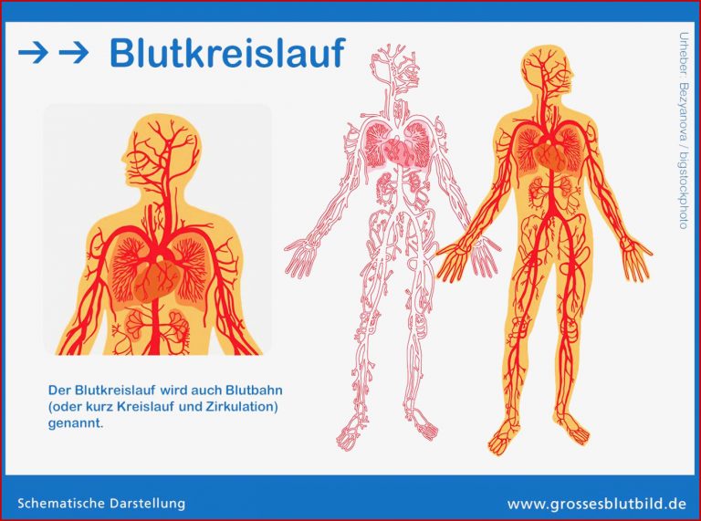 Die Blutbahn im Körper Körperkreislauf & Blutkreislauf