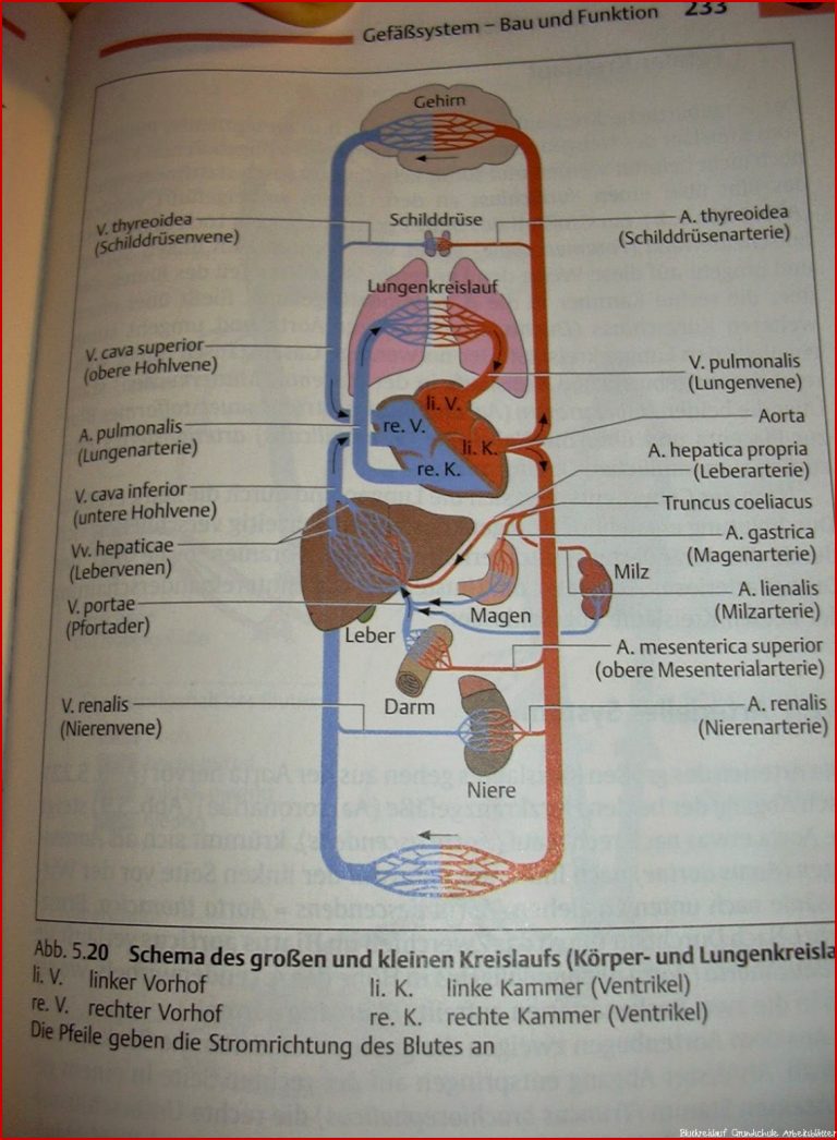 Die fantastischen 5 Blutkreislauf und Blut