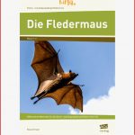 Die Fledermaus Arbeitsblätter Für Grundschule