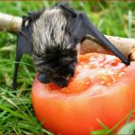 Die Fledermaus In Der Grundschule Kostenloses