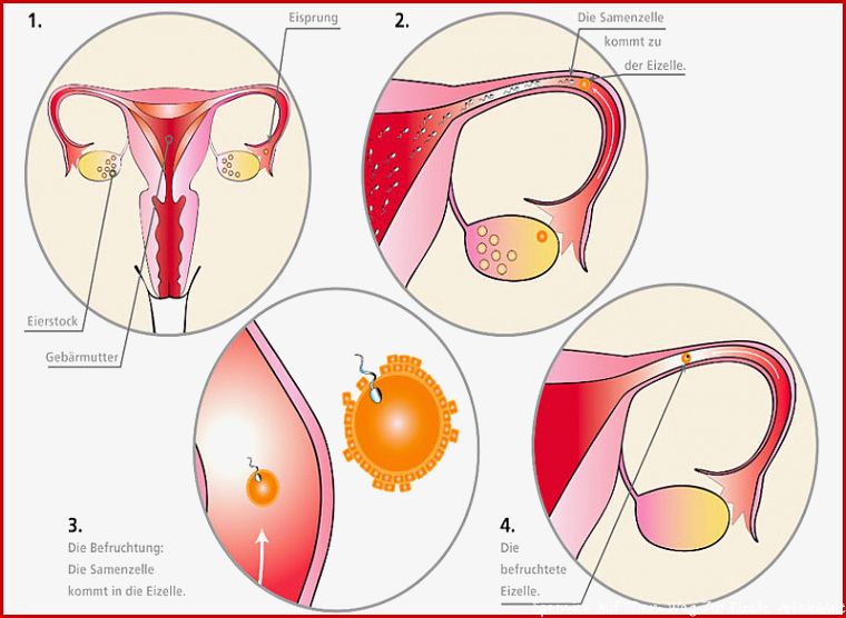 Die Fortpflanzung - familienplanung.de