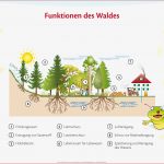 Die Funktionen Des Waldes