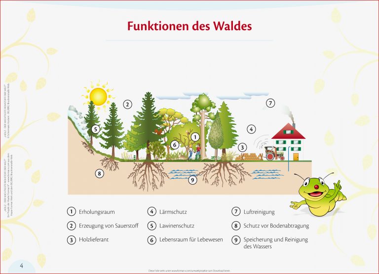 Die Funktionen Des Waldes