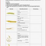 Die Getreidepflanze – Unterrichtsmaterial Im Fach