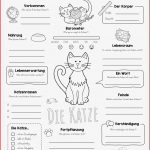 Die Katze Arbeitsblatt Information Online