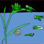 Die Kaulquappe Wird Ein Frosch Mottes Wunderwelt