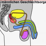 Die Männlichen Geschlechtsorgane Arbeitsblatt