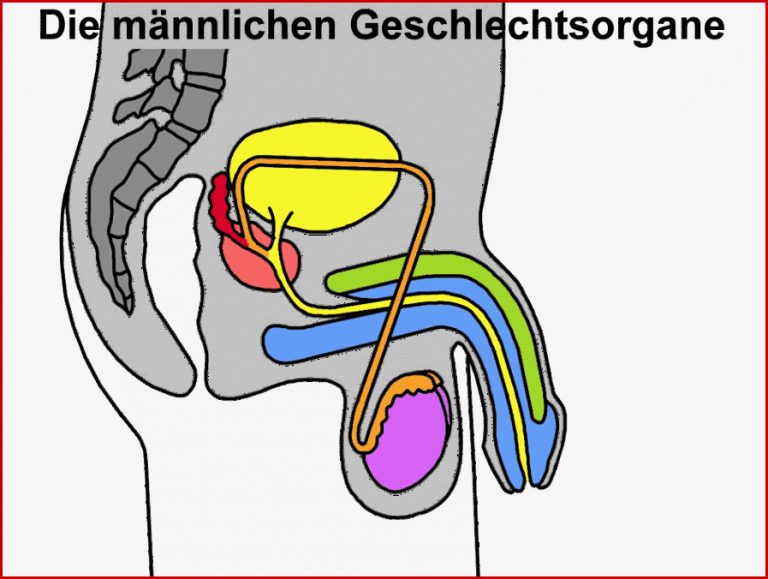 Die Männlichen Geschlechtsorgane Arbeitsblatt