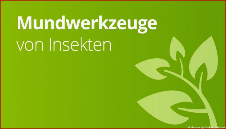 Die Mundwerkzeuge Von Insekten Biologie