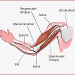 Die Muskeln Des Menschen Arbeitsblatt Pdf Ubersicht Der