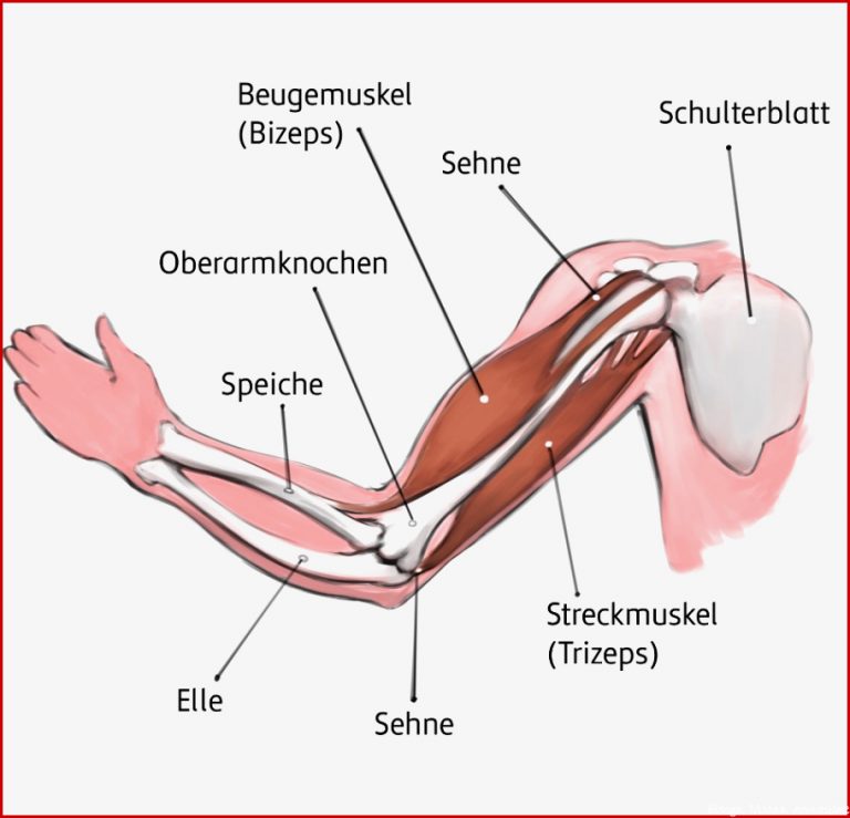 Die Muskeln Des Menschen Arbeitsblatt Pdf Ubersicht Der