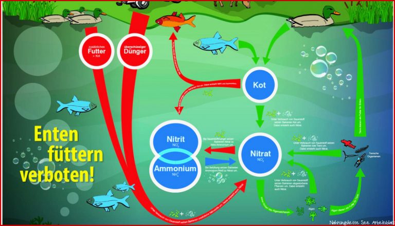 Die Nahrungskette im See Die 5 besten Unterrichtsideen