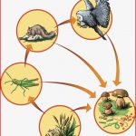 Die Nahrungskette Im Wald