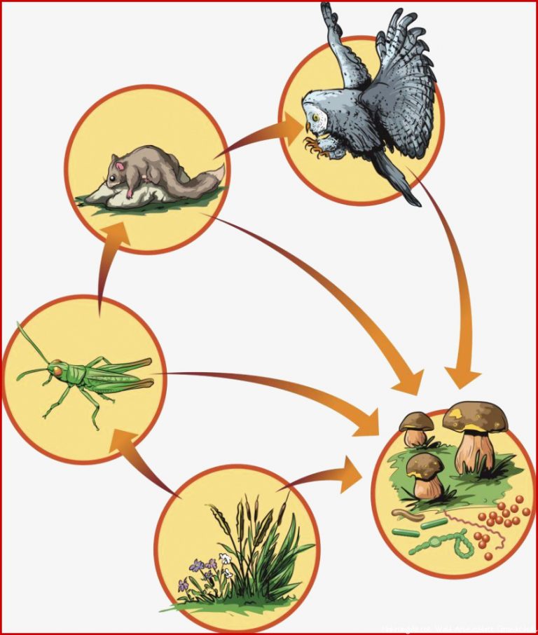 Die Nahrungskette Im Wald