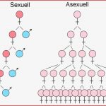 Die Optimierung Des Immunsystem