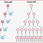 Die Optimierung Des Immunsystem